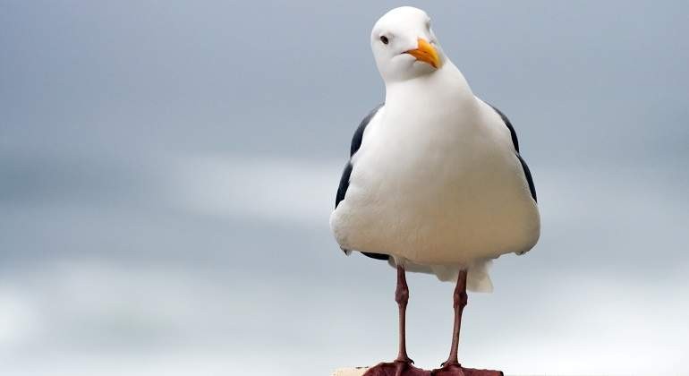 una gaviota mirando con la cabeza de lado istock